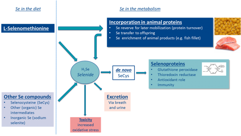 l-selenomethionine contains glutathione PROTOCOL FOR LIFE BALANCE NAC with Selenium and Molybdenum - Glutathione, Brain, and Lung Selenomethionine as a dual-mechanism ferroptosis