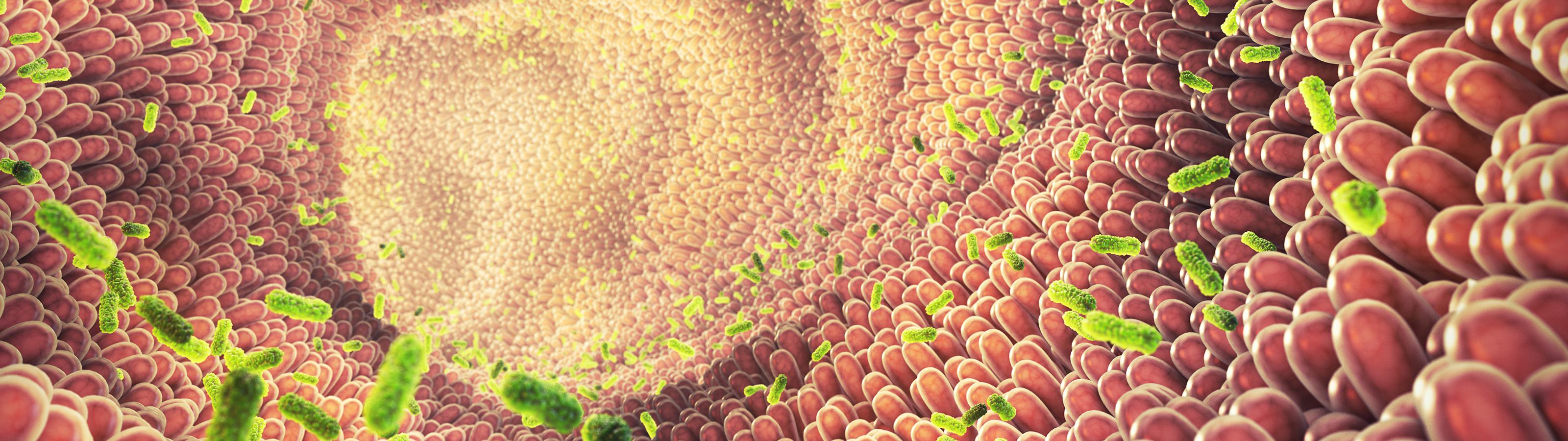 FSA Gut Health and Immunity Orffa Picture SS 2141604847 small