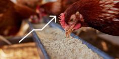 Orffa Feed Efficiency