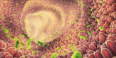 Orffa Gut Health Immunity