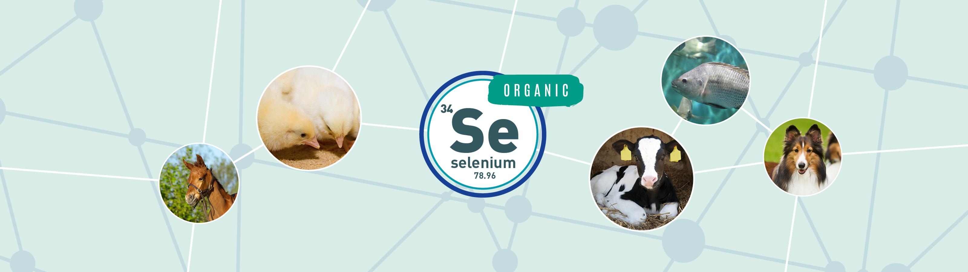 Selenium campaign header tu