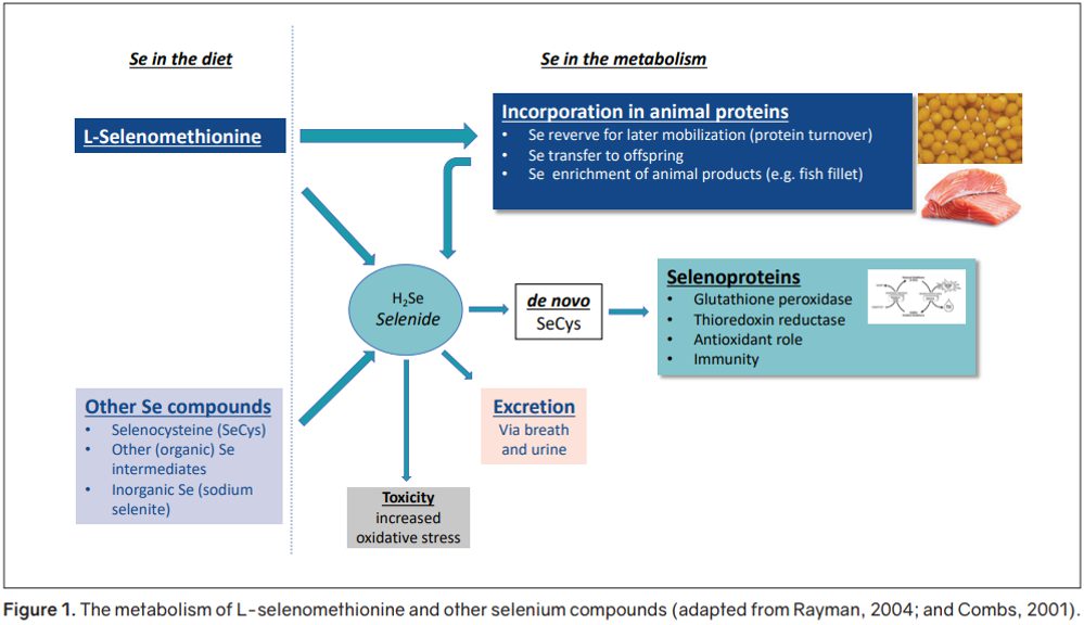 L-selenomethionine: A powerful antioxidant for commercial | Orffa L-selenomethionine: A powerful antioxidant for commercial | Orffa