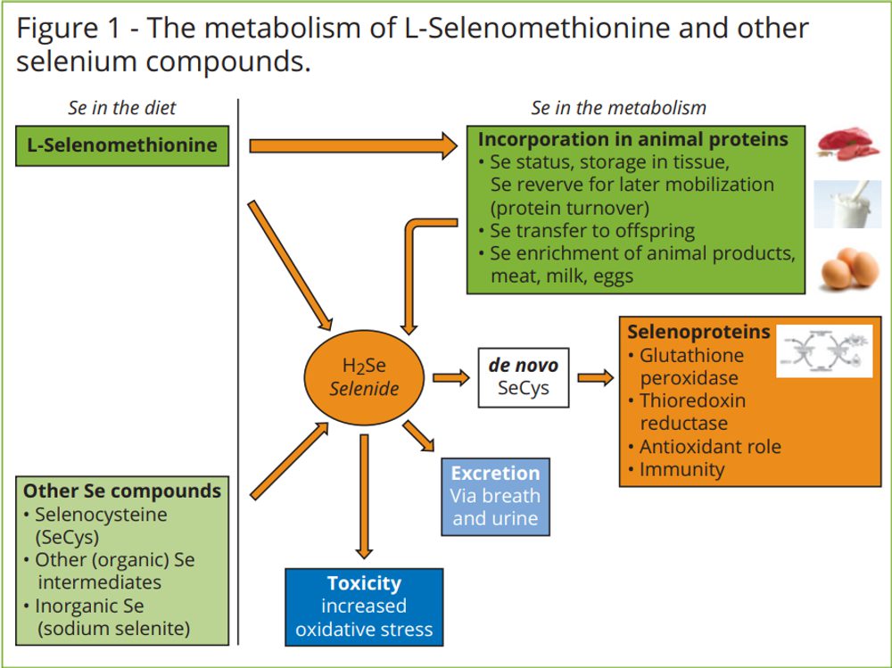 side effects of glutathione and vitamin c glutathione iv benefits and side effects Beauty IV Drip Results: Glutathione & Vitamin C Glow Drip
