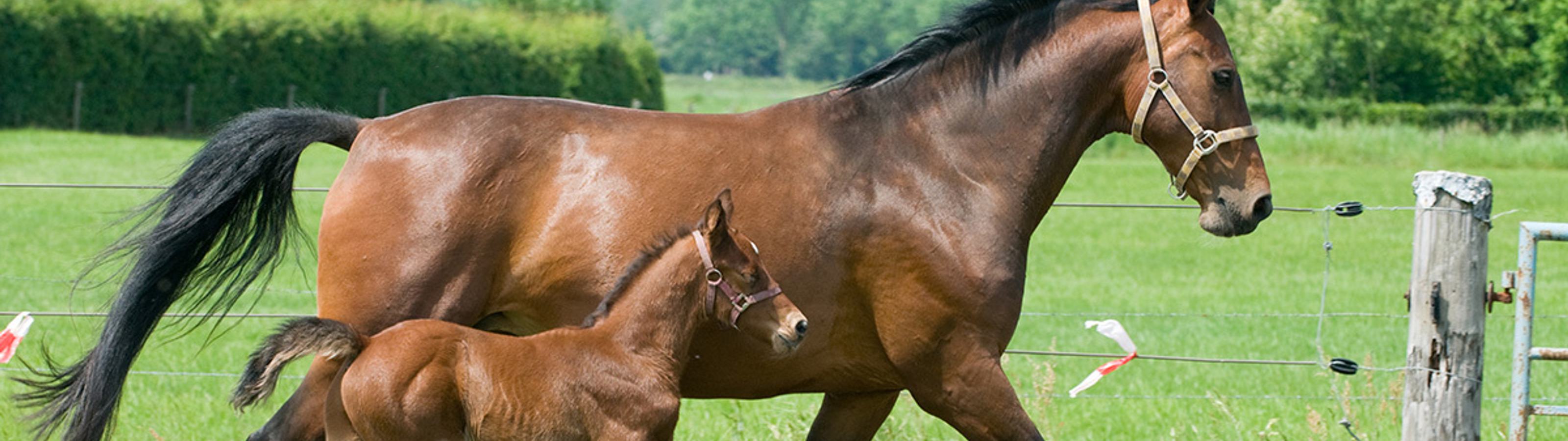 Specie equine