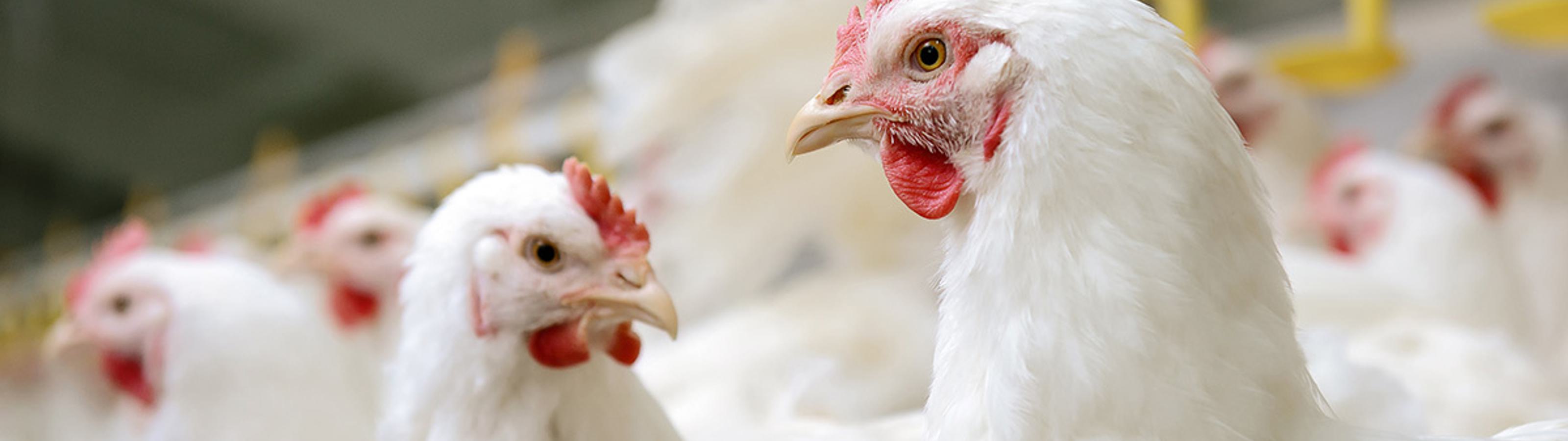 Specie poultry
