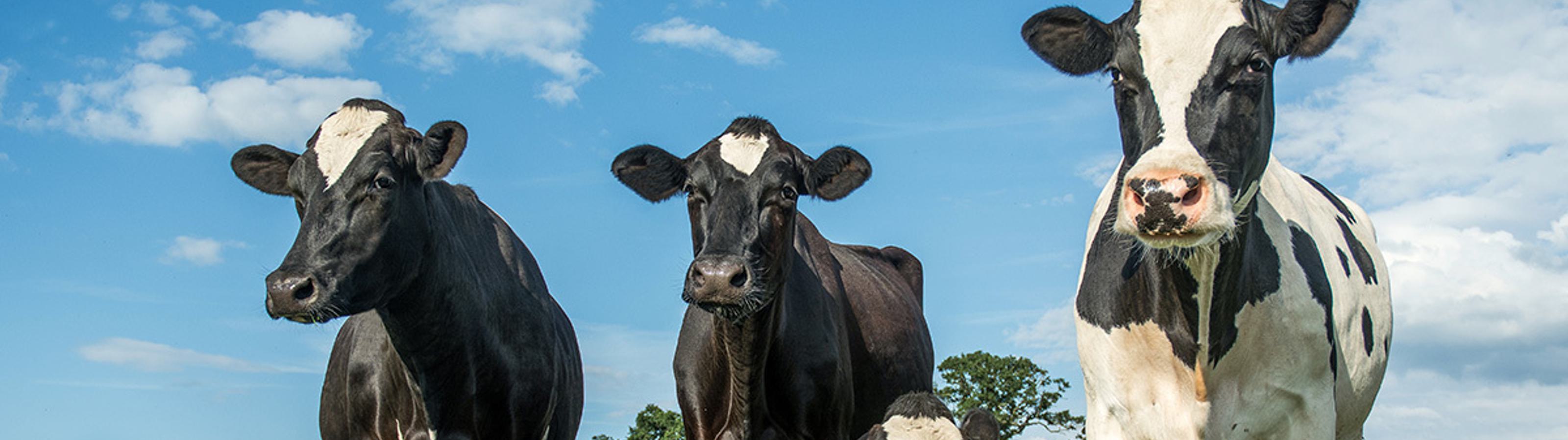 Specie ruminants