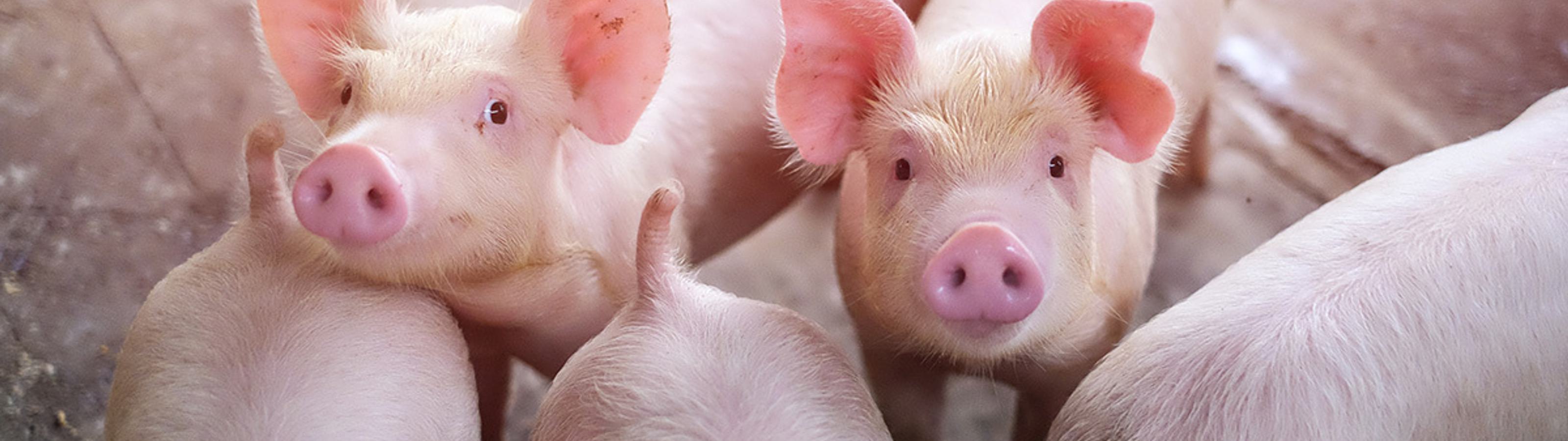 Specie swine